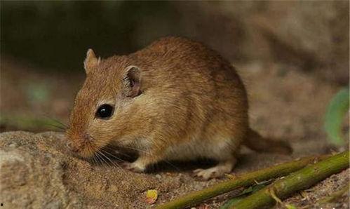娱乐吃瓜酱本鼠